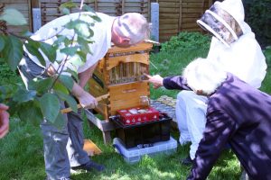 Flow Hive demonstration at Bromley beekeepers apiary